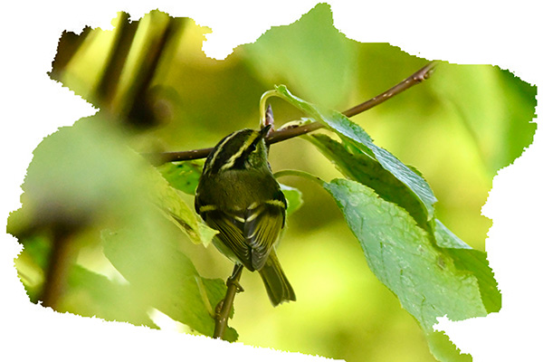 Pallas Boszanger &copy;Karen Vaartjes