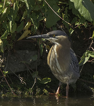 Groene Reiger