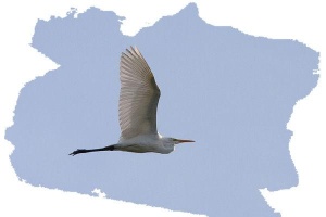Grote Zilverreiger