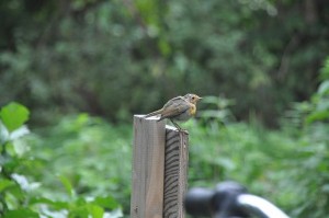 DSC_0637.JPG