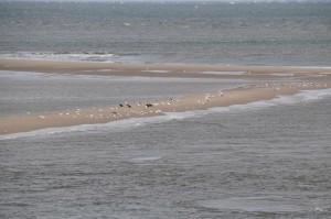 DSC_0618.JPG